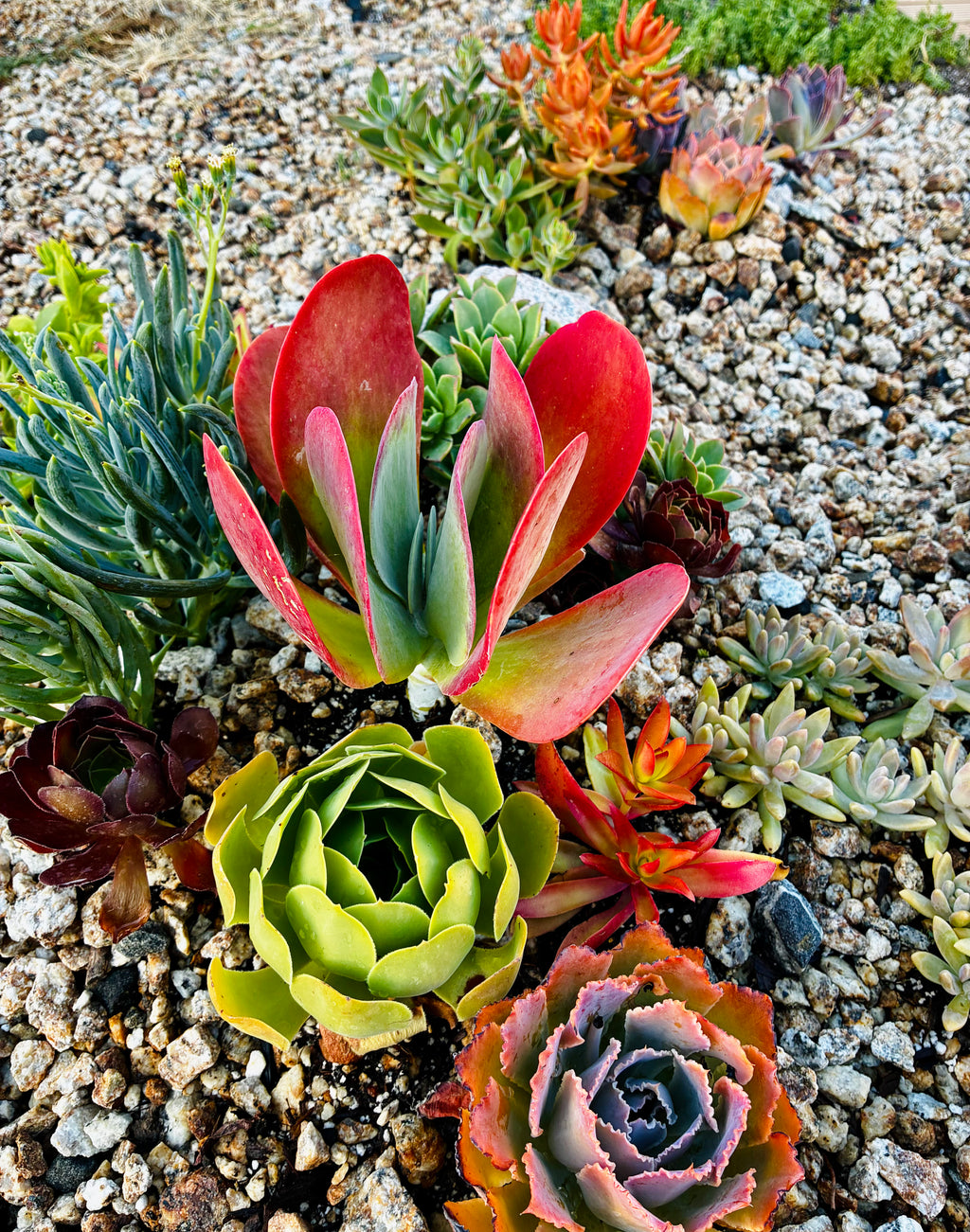 10 sq. ft. Natural Succulent Garden Kit