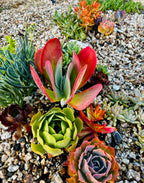 10 sq. ft. Natural Succulent Garden Kit