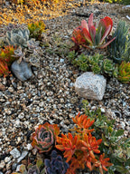 10 sq. ft. Natural Succulent Garden Kit