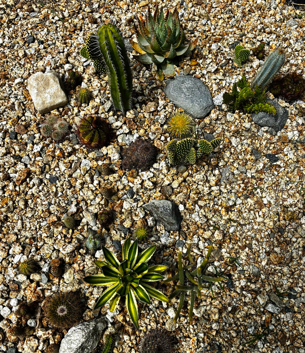 10 sq. ft. Desert Garden Kit