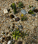 10 sq. ft. Desert Garden Kit