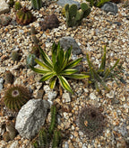 10 sq. ft. Desert Garden Kit