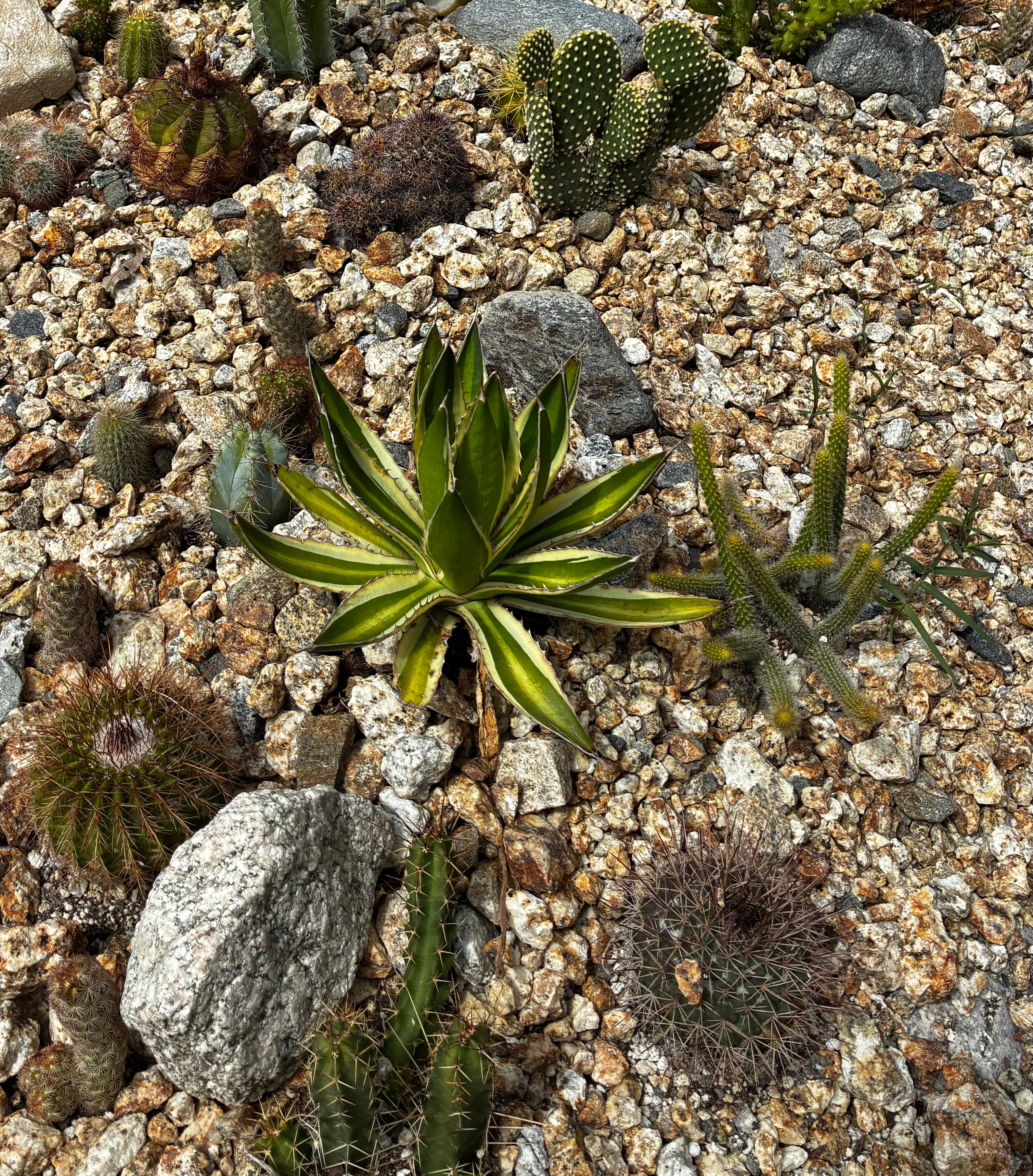 10 sq. ft. Desert Garden Kit