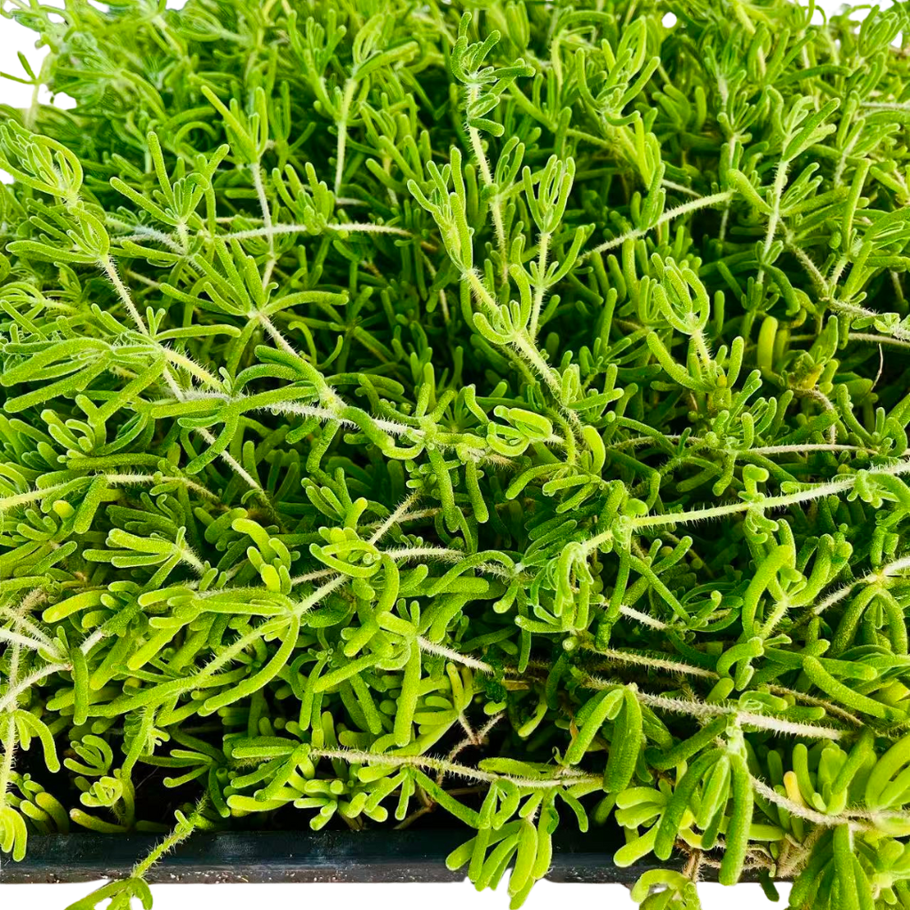 Pink Ice Plant (Lampranthus deltoides) - Plant Tray (16.5 in × 16.5 in)