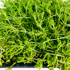Pink Ice Plant (Lampranthus deltoides) - Plant Tray (16.5 in × 16.5 in)