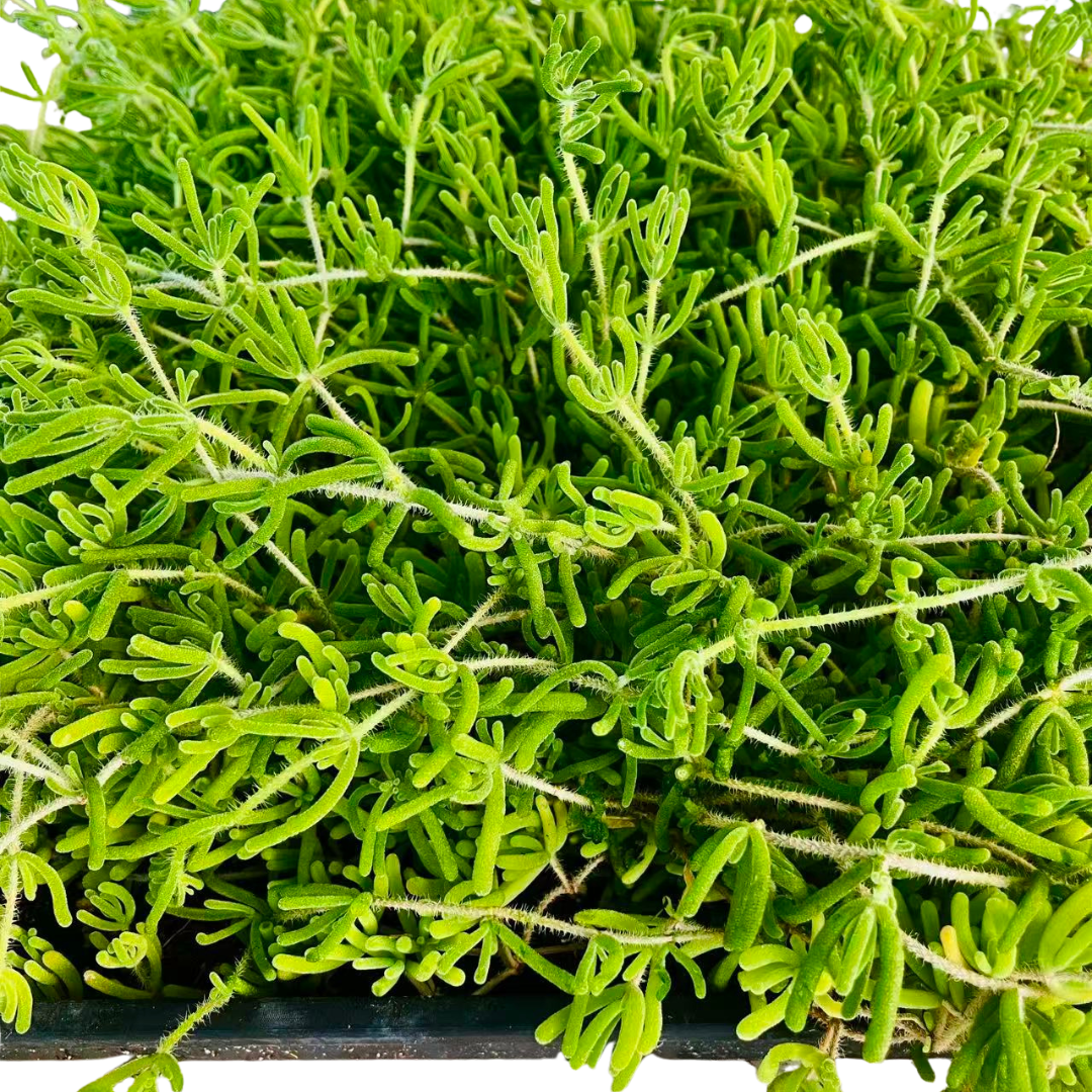 Pink Ice Plant (Lampranthus deltoides) - Plant Tray (16.5 in × 16.5 in)