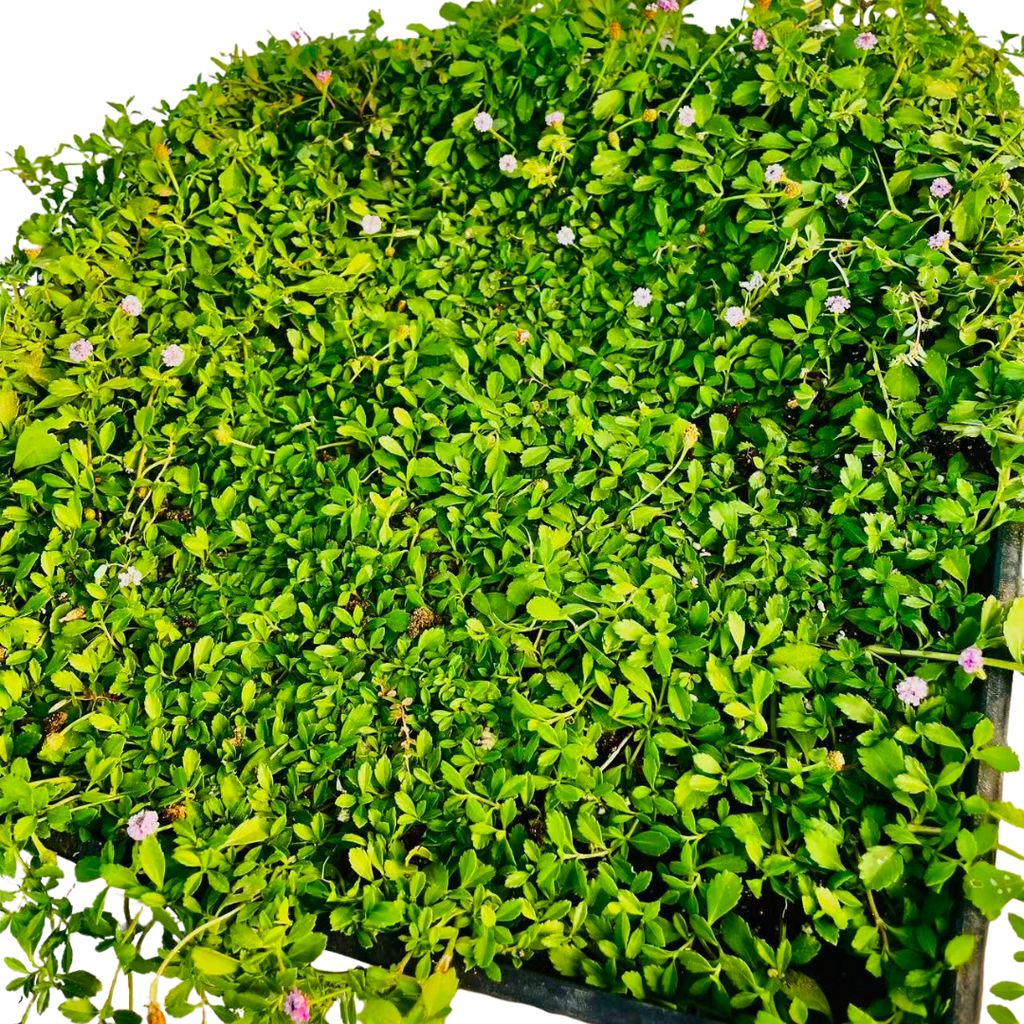 Creeping Lippia (Phyla nodiflora) - Plant Tray(16.5 in × 16.5 in)