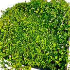 Creeping Lippia (Phyla nodiflora) - Plant Tray(16.5 in × 16.5 in)