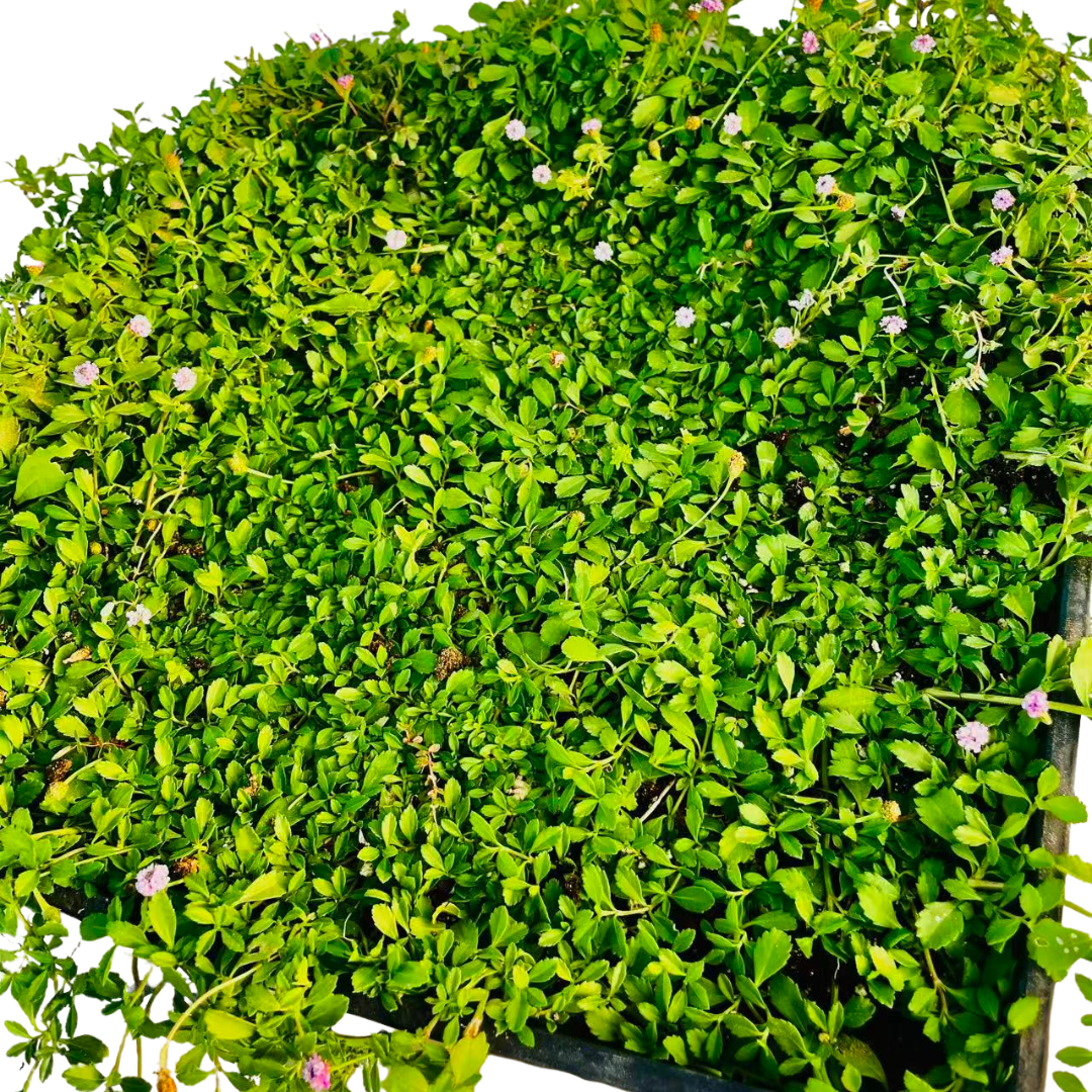 Creeping Lippia (Phyla nodiflora) - Plant Tray(16.5 in × 16.5 in)
