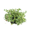 Hardy Ice Plant (Delosperma cooperi) - Plant Tray (16.5 in × 16.5 in)