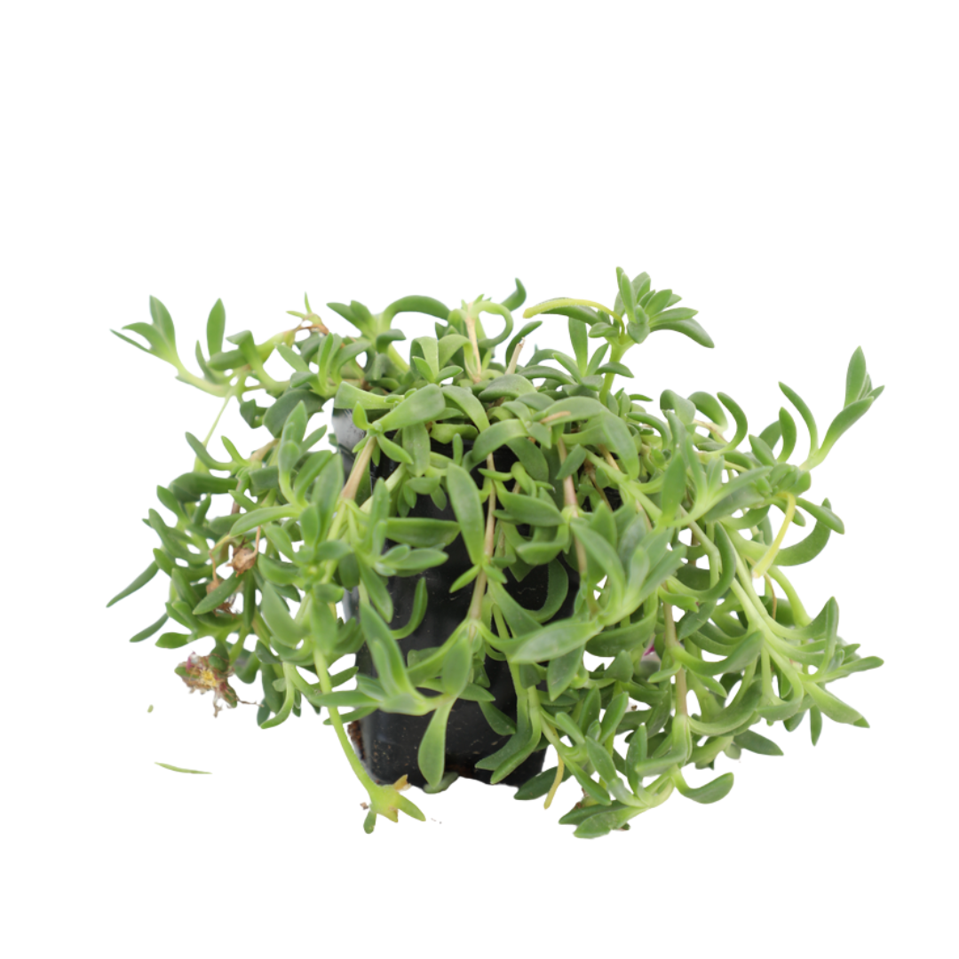 Hardy Ice Plant (Delosperma cooperi) - Plant Tray (16.5 in × 16.5 in)