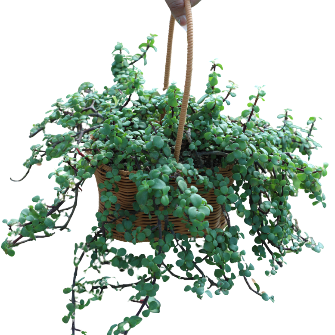 Elephant Bush (Portulacaria afra) - Hanging Basket