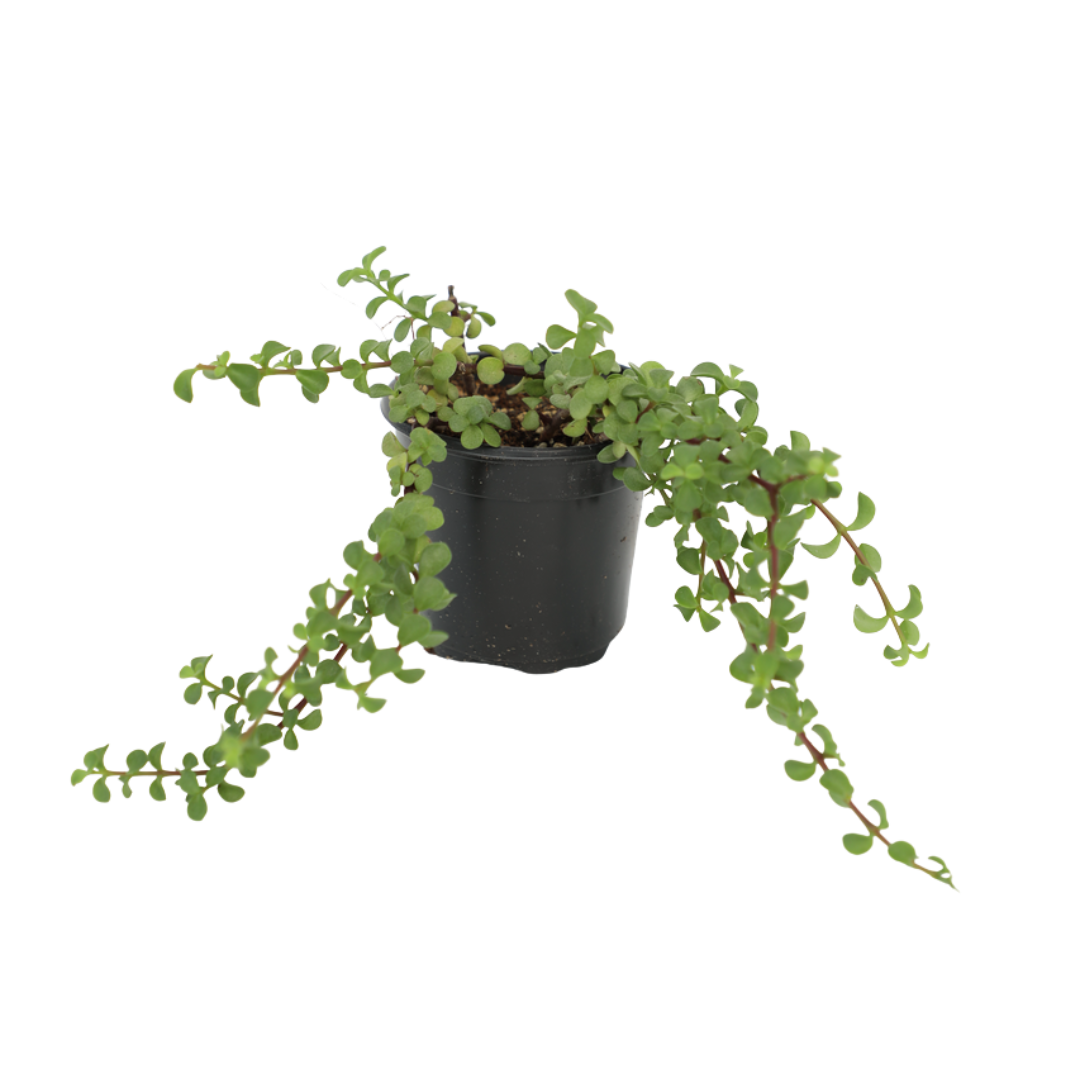 Elephant Bush (Portulacaria afra) — Potted Succulent