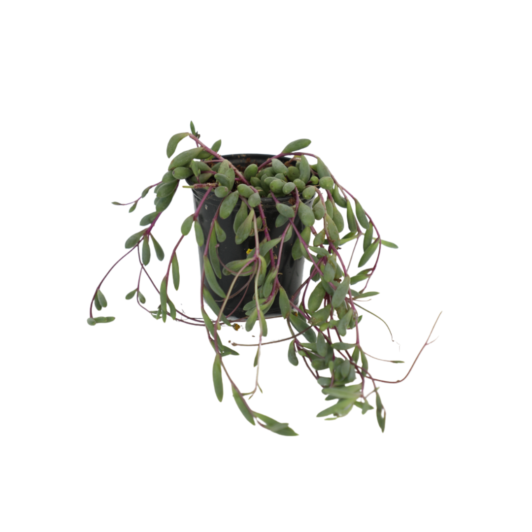 Ruby Necklace (Othonna capensis) - Potted Plant