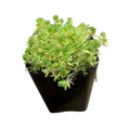 Blue Carpet Sedum (Sedum hispanicum 'Blue Carpet') - Potted Plant