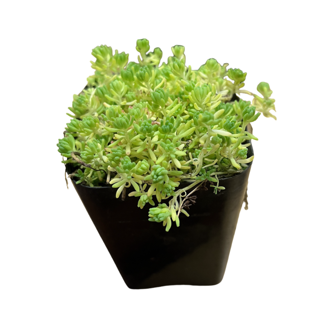 Blue Carpet Sedum (Sedum hispanicum 'Blue Carpet') - Potted Plant