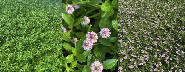 Creeping Lippia (Phyla nodiflora) - Plant Tray(16.5 in × 16.5 in)