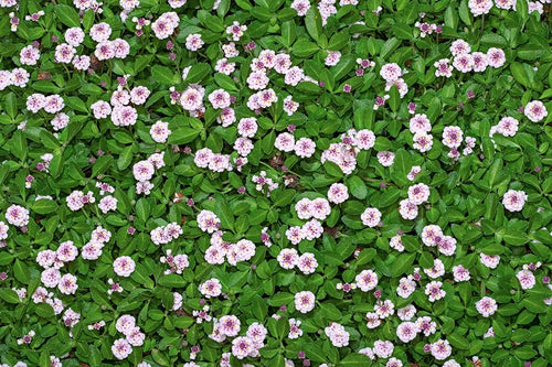 Creeping Lippia (Phyla nodiflora) - Plant Tray(16.5 in × 16.5 in)