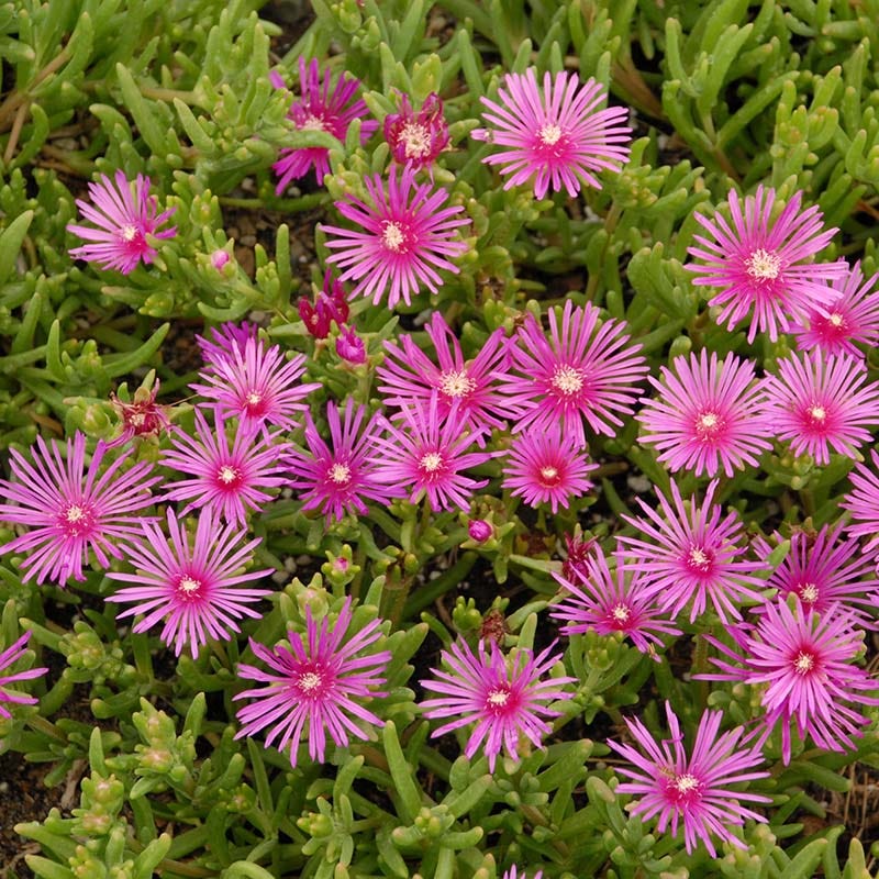 Pink Ice Plant (Lampranthus deltoides) - Plant Tray (16.5 in × 16.5 in)