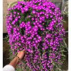 Pink Ice Plant (Lampranthus deltoides) - Plant Tray (16.5 in × 16.5 in)