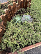 Drought-Resistant succulent Lawn Set - Coral Sedum, Pink Ice Plant, Blue Carpet & 4 Live Starter Plants for a Vibrant, Low-Maintenance Garden