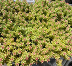 Coral Carpet/sedum album - Sample Page Only, Product Not Active