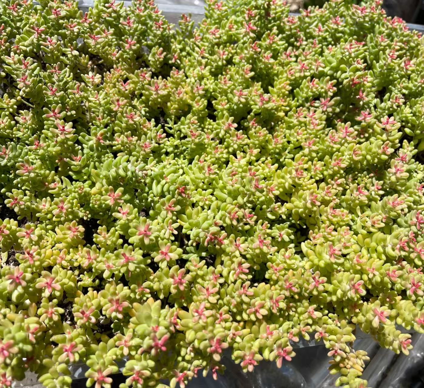 Coral Carpet/sedum album - Sample Page Only, Product Not Active