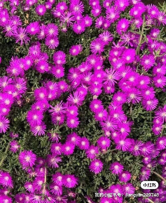 Pink Ice Plant/Delosperma cooperi - Sample Page Only, Product Not Active