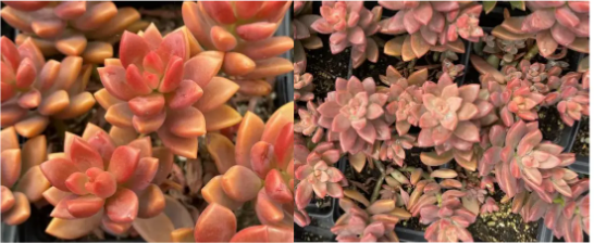 Mini Ghost Plant (Graptopetalum paraguayense var. minor)- Plant Tray (16.5 in × 16.5 in)