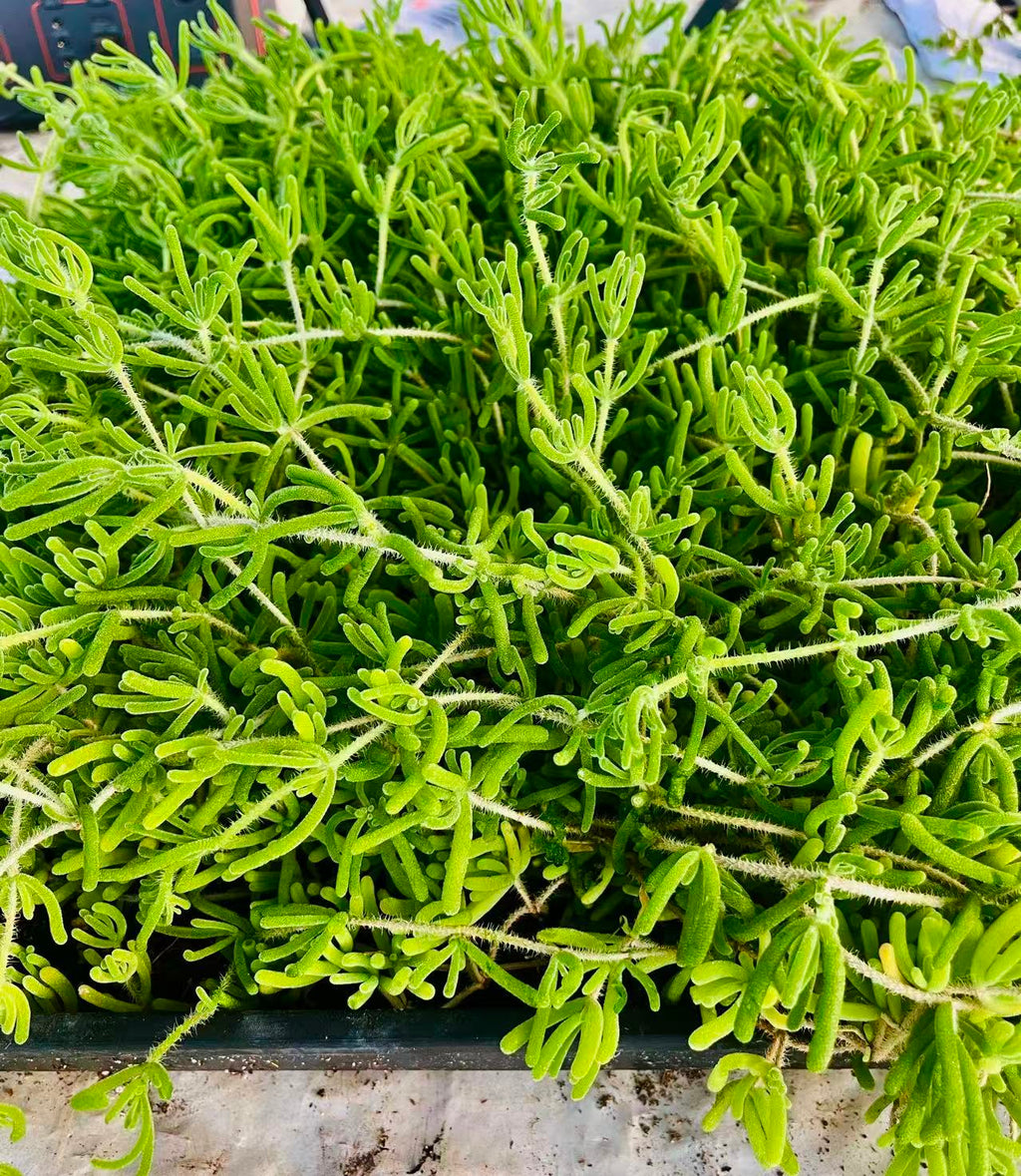 Pink Ice Plant (Lampranthus deltoides) - Plant Tray (16.5 in × 16.5 in)