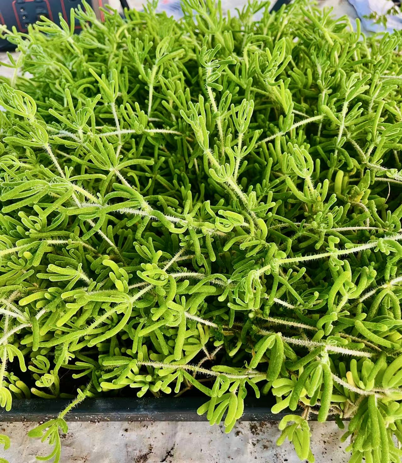 Pink Ice Plant (Lampranthus deltoides) - Plant Tray (16.5 in × 16.5 in)