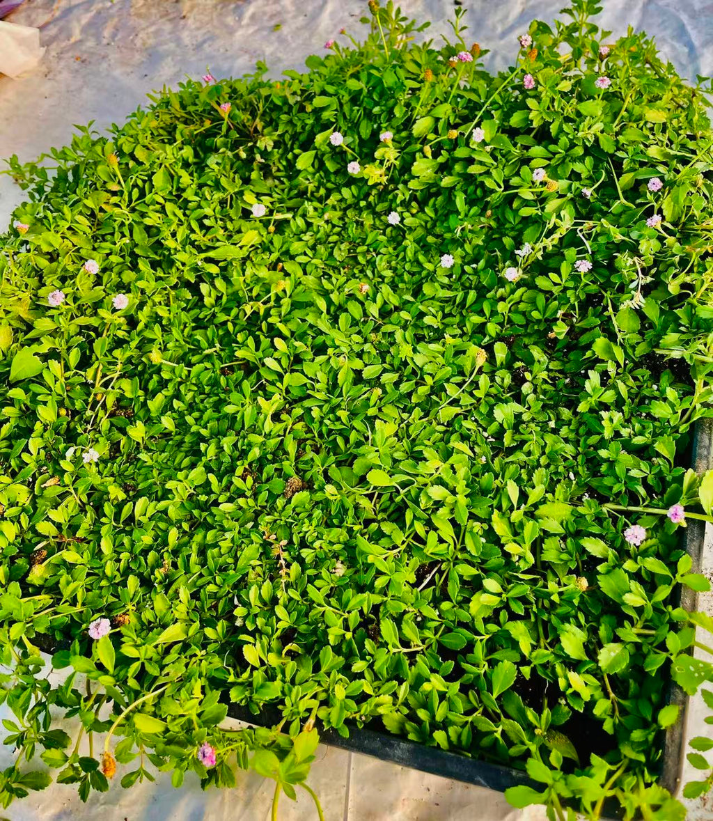 Creeping Lippia (Phyla nodiflora) - Plant Tray(16.5 in × 16.5 in)