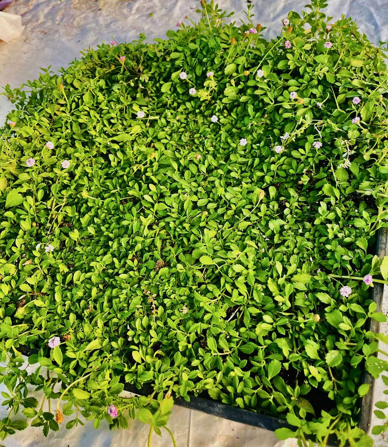 Creeping Lippia (Phyla nodiflora) - Plant Tray(16.5 in × 16.5 in)