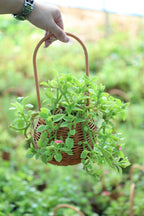 Red Apple Baby Sun Rose (Aptenia cordifolia) - Hanging Basket