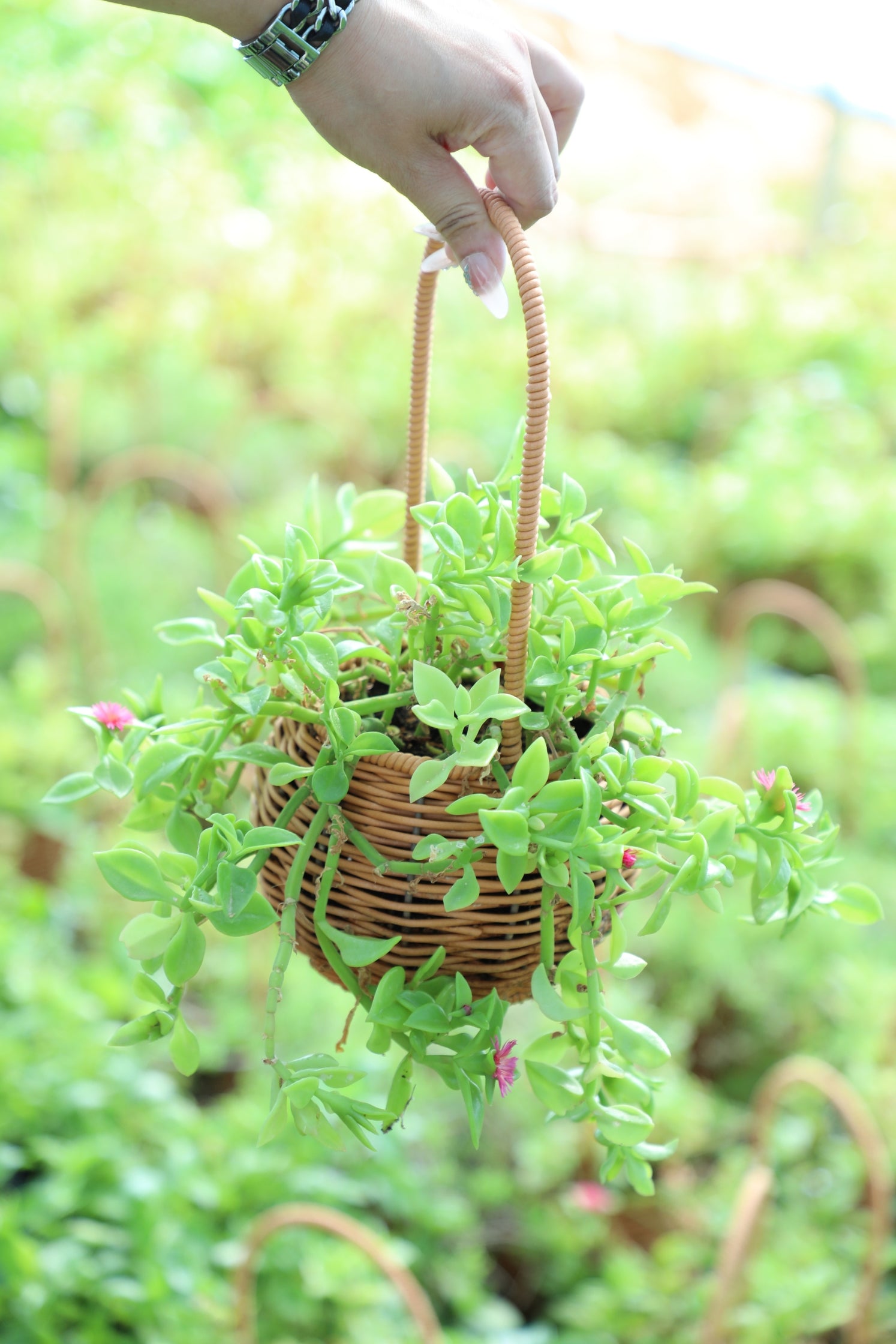 Red Apple Baby Sun Rose (Aptenia cordifolia) - Hanging Basket