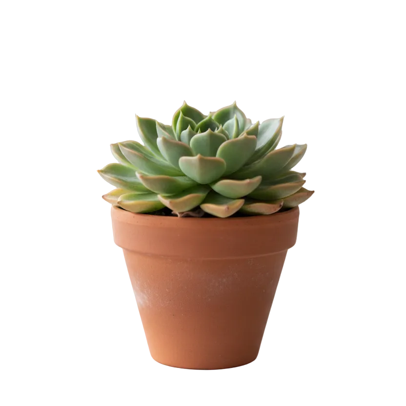 potted succulent plant