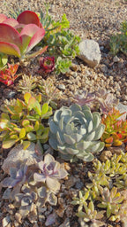 10 sq. ft. Natural Succulent Garden Kit