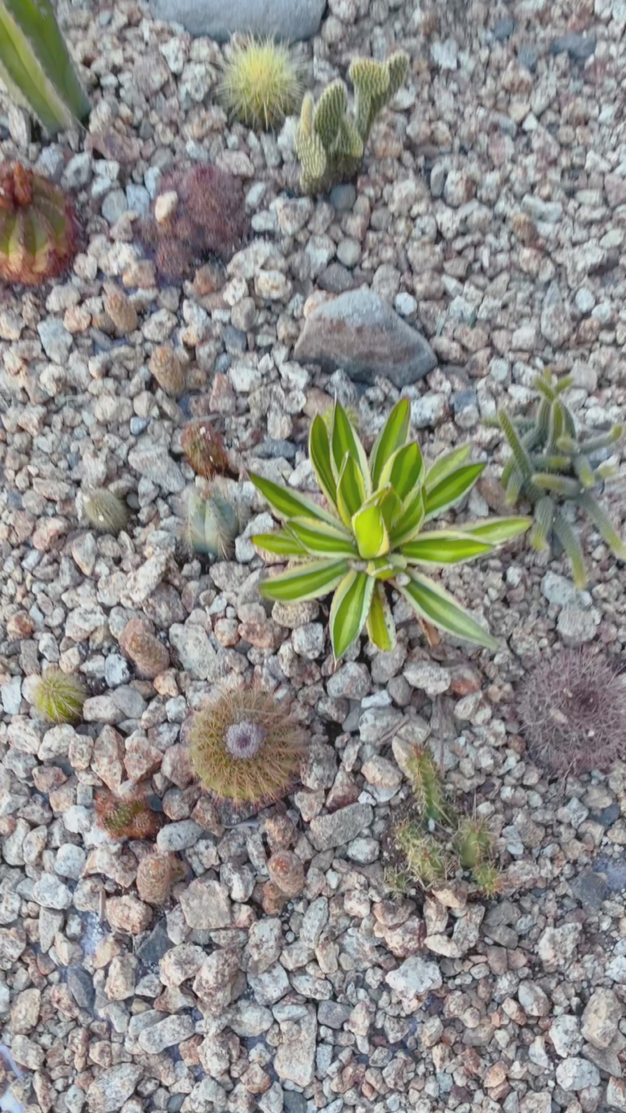 10 sq. ft. Desert Garden Kit